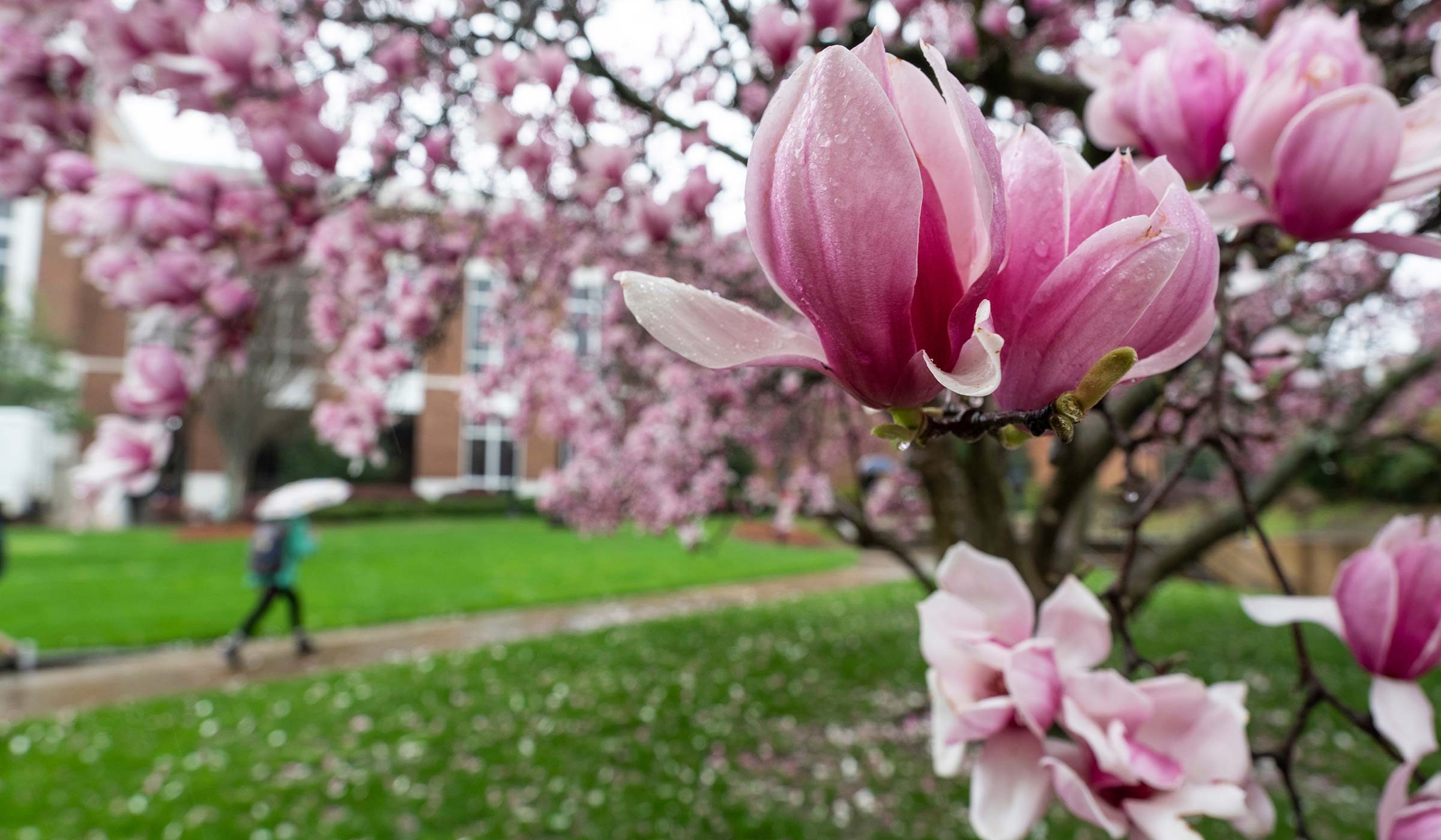 Spring rains on campus, Japanese magnolias framing a lone person walking with an umbrella