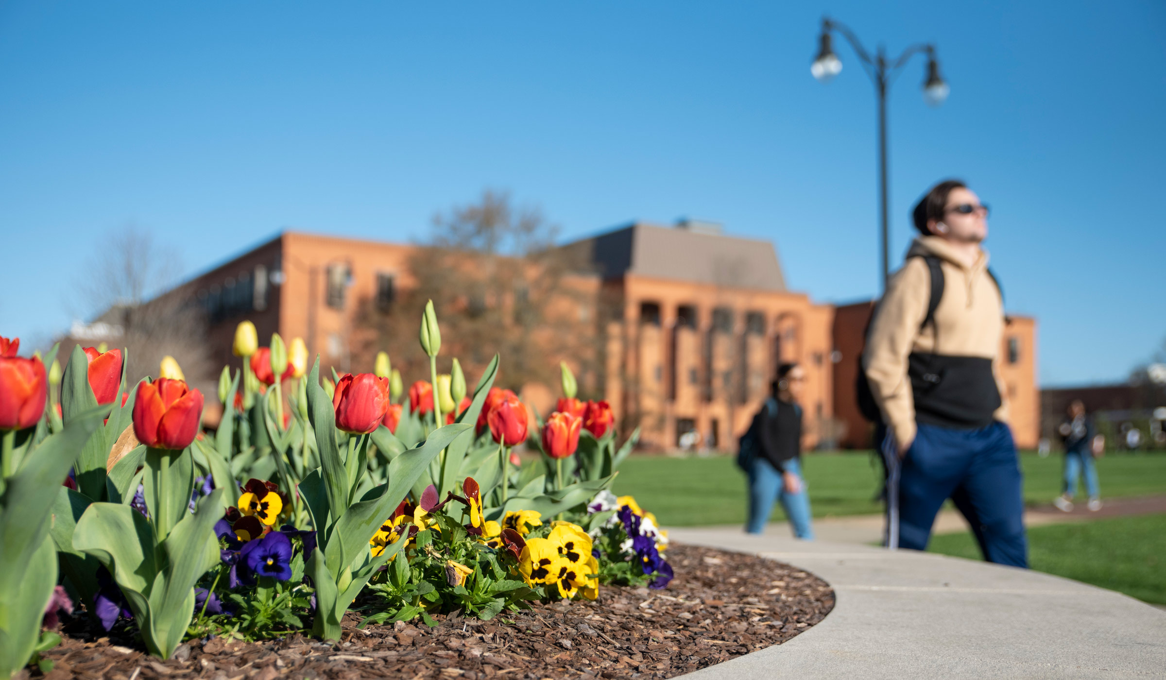 With red and yellow tulips in focus in the foreground, students walk past a Drill Field sidewalk in the background with McCool and blue sky beyond.