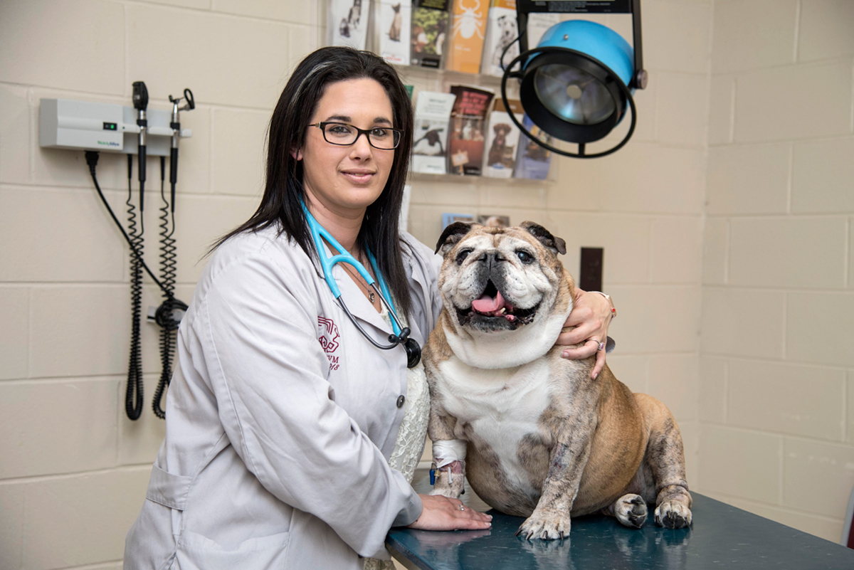 Amber Chavez, pictured in a vet's office taking care of a bulldog.