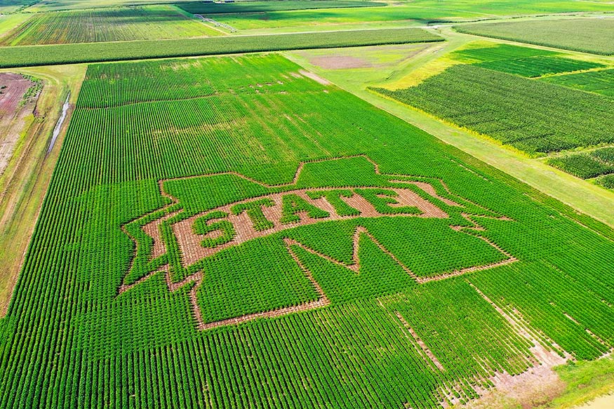 Mississippi State’s iconic M-State spirit mark is showcased at the Mississippi Agricultural and Forestry Experiment Station Black Belt Experiment Station in Brooksville. 