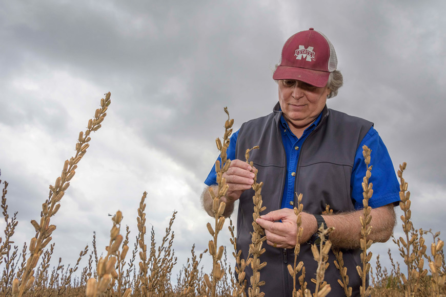 Wayne Ebelhar, pictured looking at a field of sesame, is the 2016 corn researcher of the year. (Photo by Kevin Hudson)